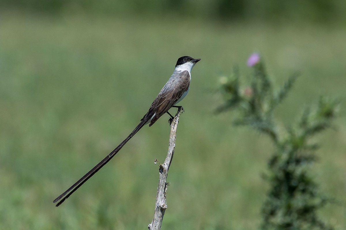 Fork-tailed Flycatcher - ML79332181