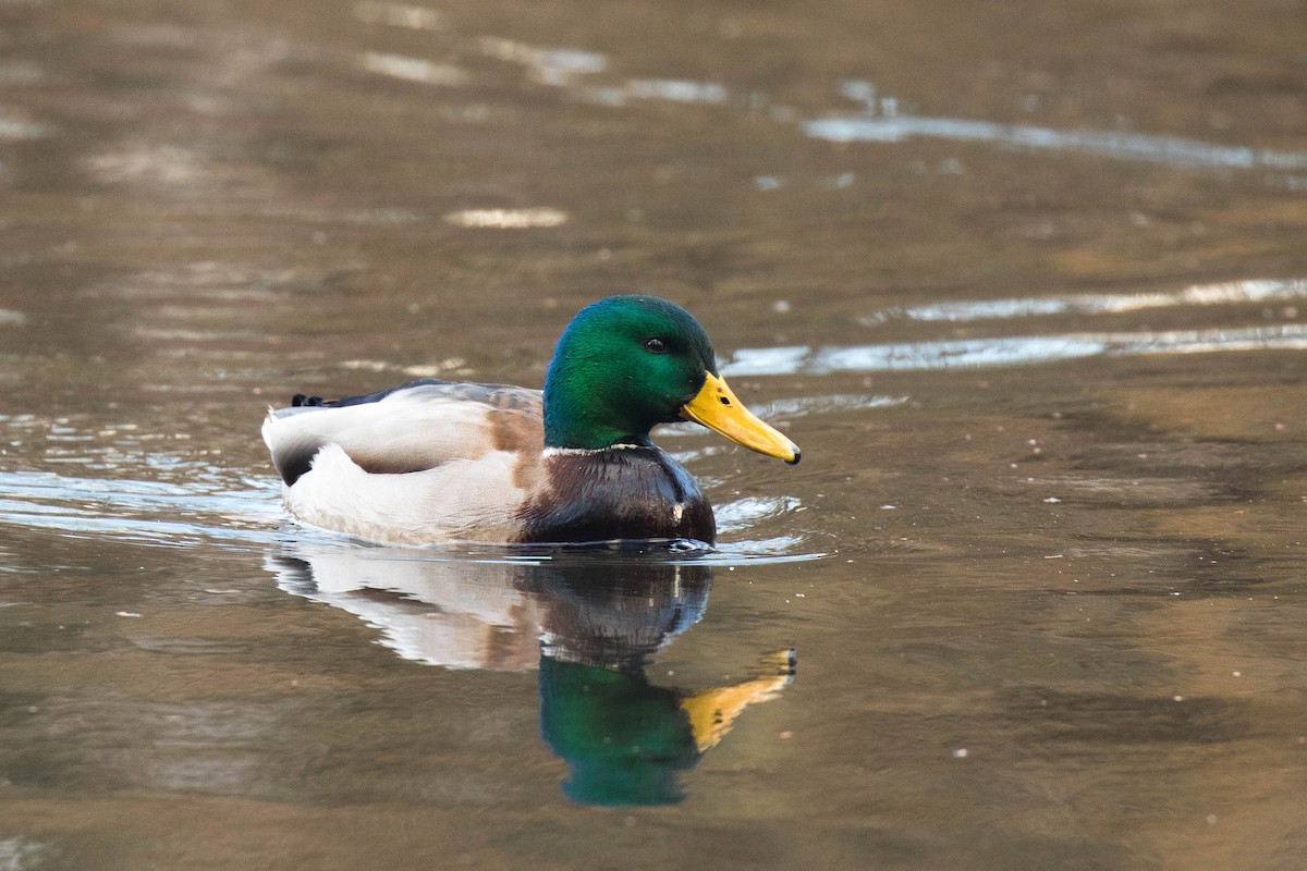 Canard colvert - ML79332381