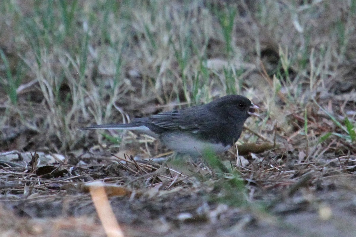 Dark-eyed Junco (Slate-colored) - ML79332931