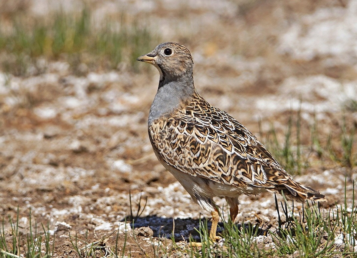 Gray-breasted Seedsnipe - marcelo muñoz