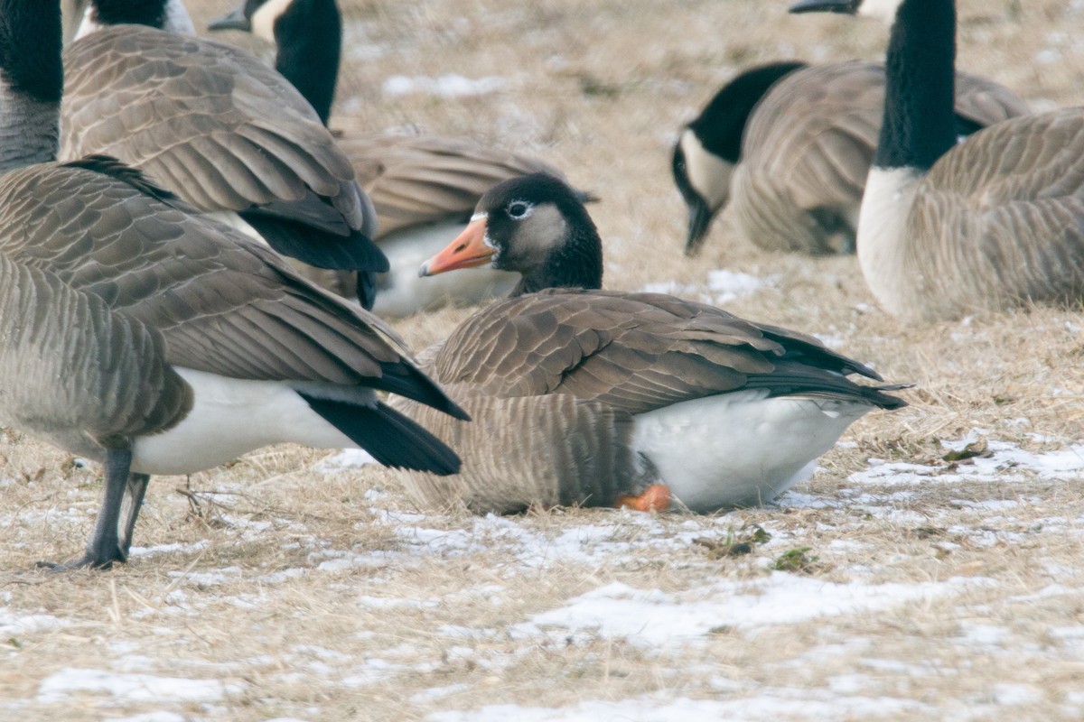 Domestic goose sp. x Canada Goose (hybrid) - ML79333621