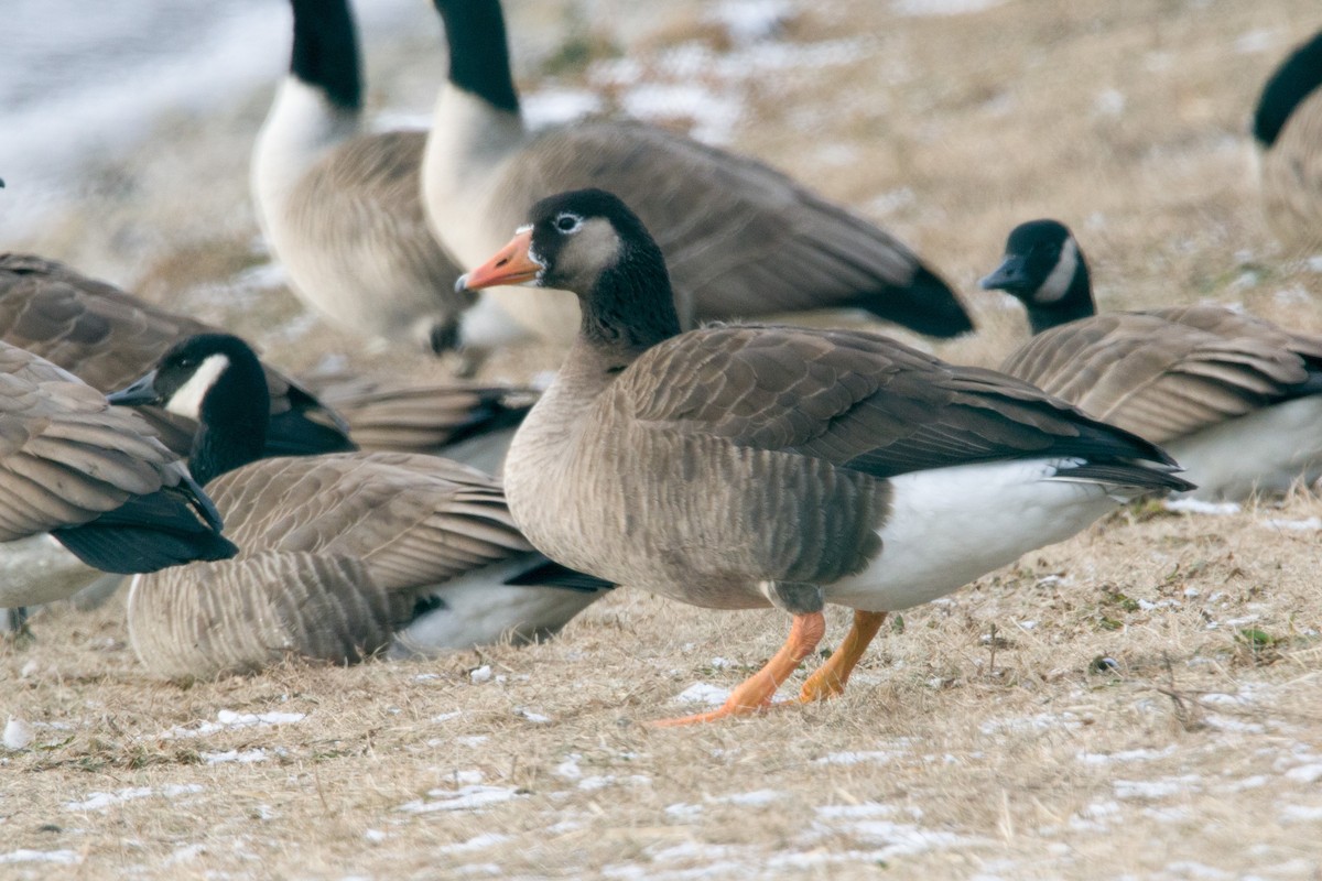 Domestic goose sp. x Canada Goose (hybrid) - ML79333631