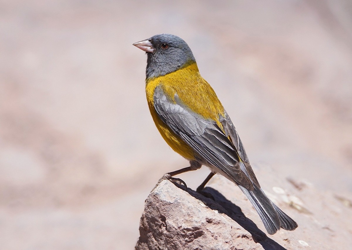 Gray-hooded Sierra Finch - ML79334891