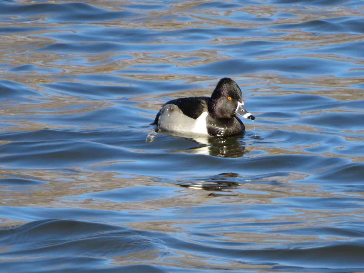 Ring-necked Duck - ML79338321