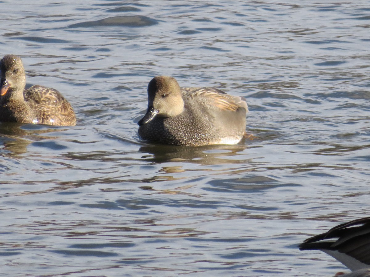 Gadwall - ML79338401