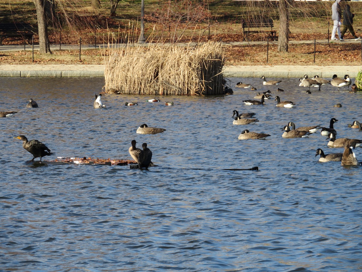 Northern Shoveler - ML79338481