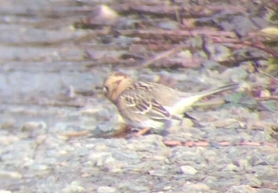 Harris's Sparrow - ML79338551