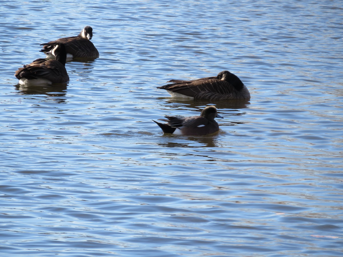 American Wigeon - ML79338731