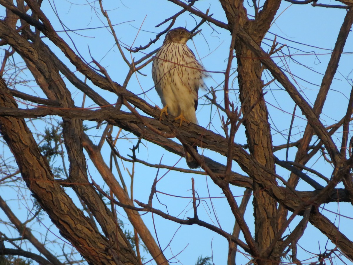 Cooper's Hawk - ML79338961