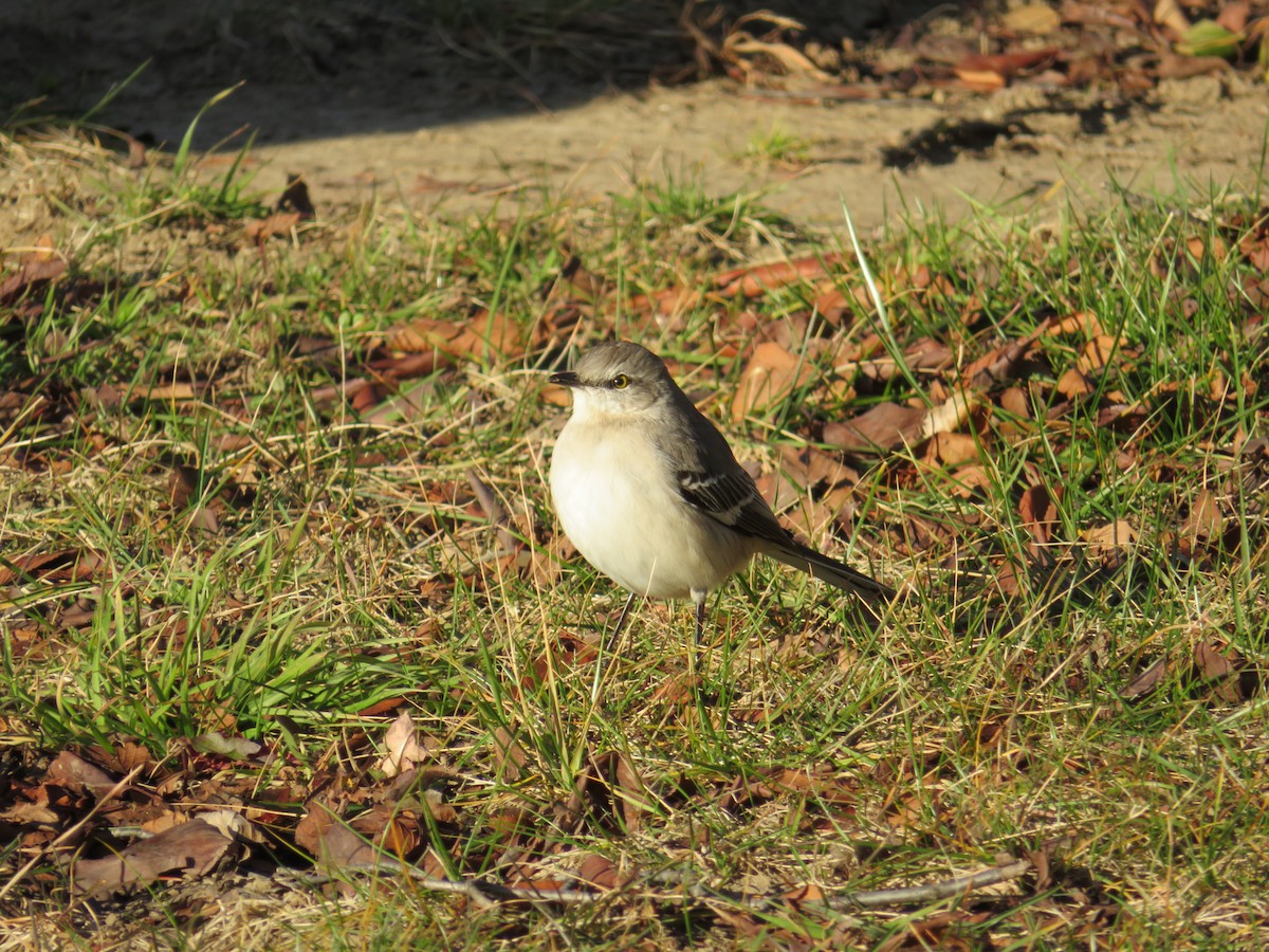 Northern Mockingbird - ML79338991