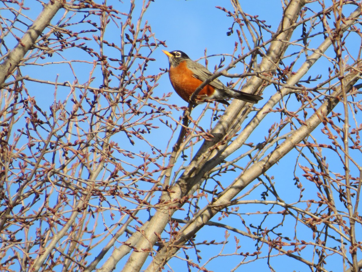 American Robin - ML79339011