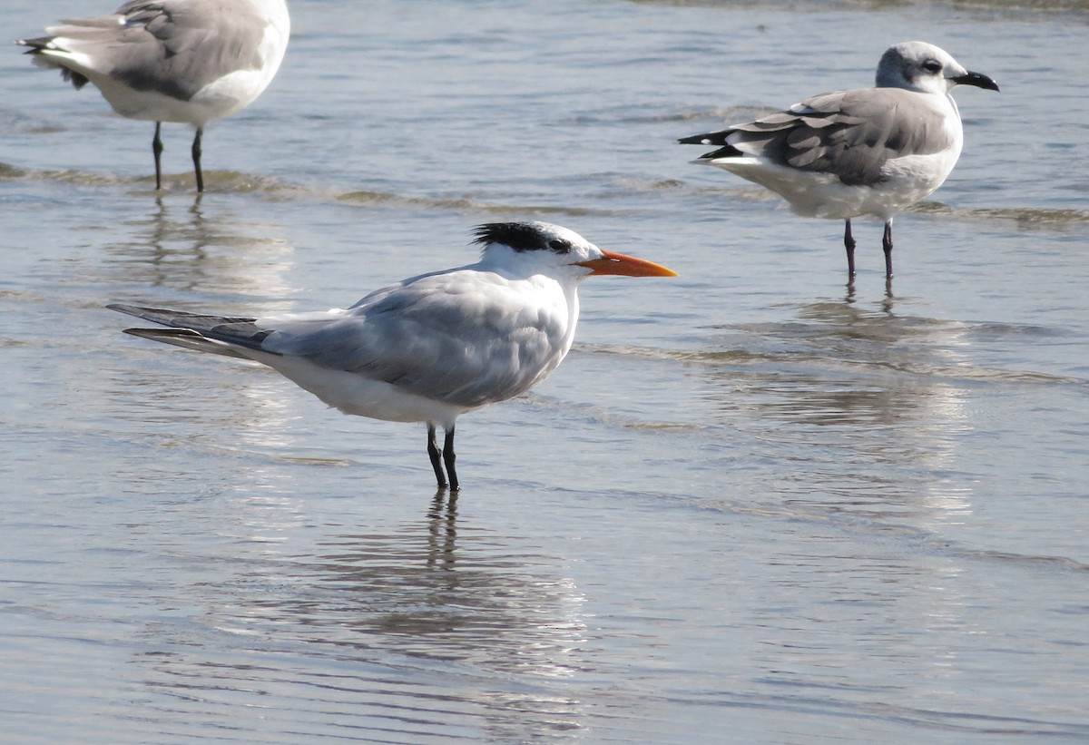 Royal Tern - Kent Warner