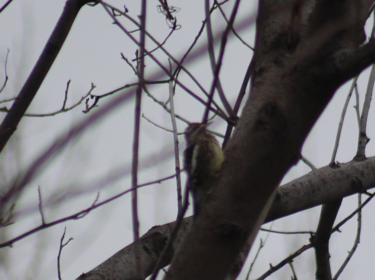Yellow-bellied Sapsucker - ML79339861