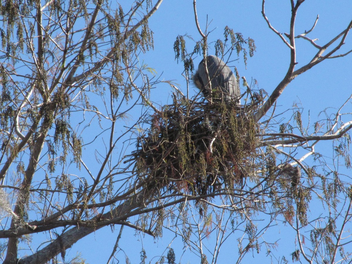 Great Blue Heron - ML79340181