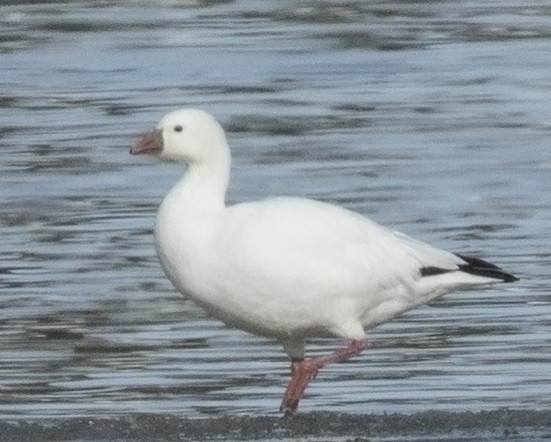 Ross's Goose - Betty Fenton