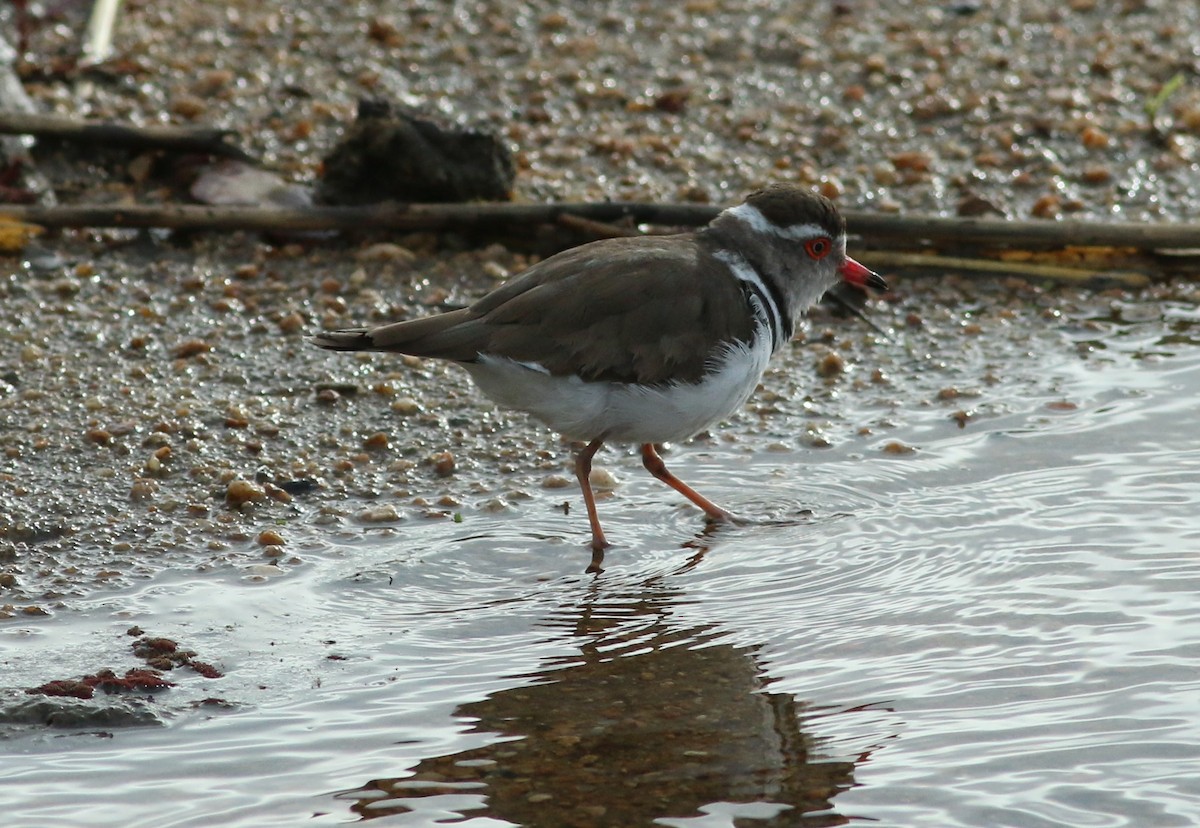 Three-banded Plover - ML79340911