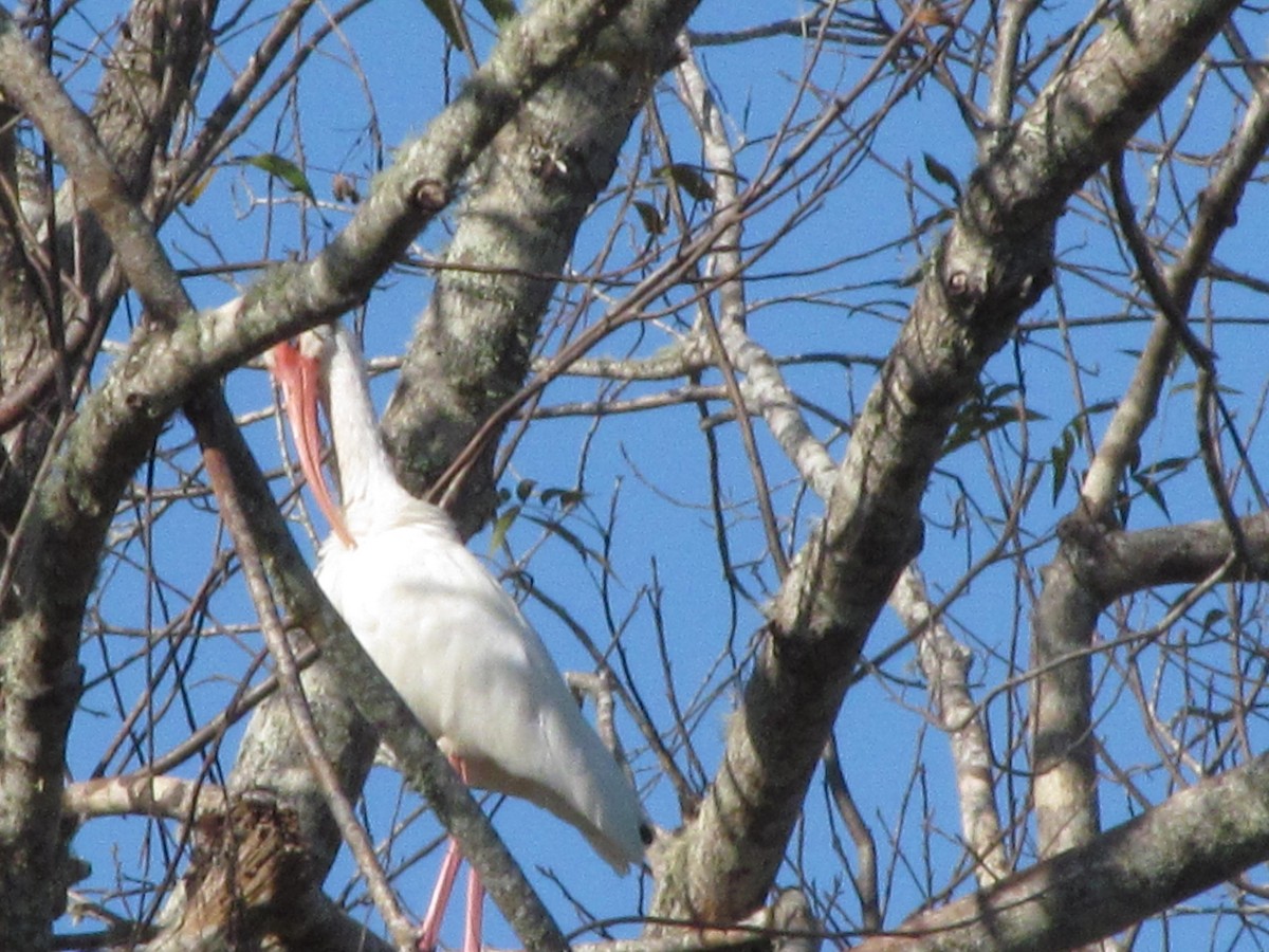 Ibis blanc - ML79341111