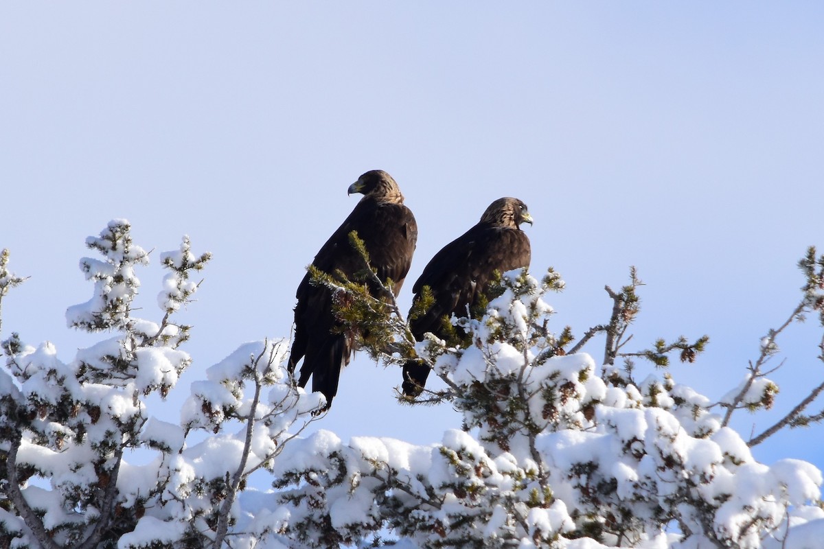 Golden Eagle - ML79343461