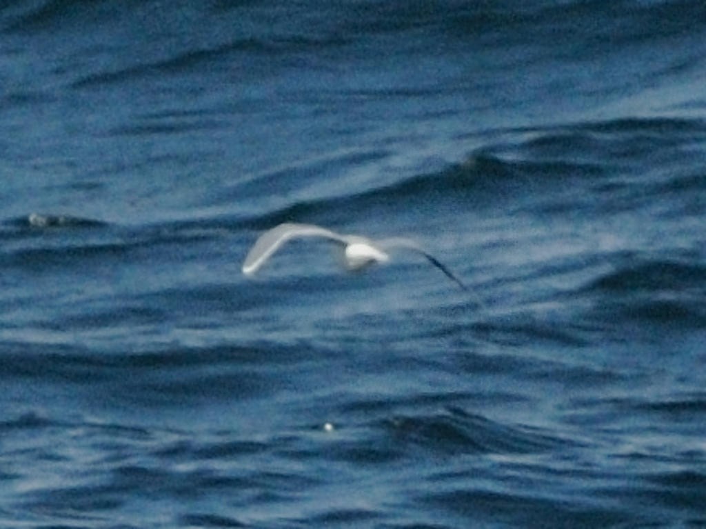 Little Gull - ML79343821