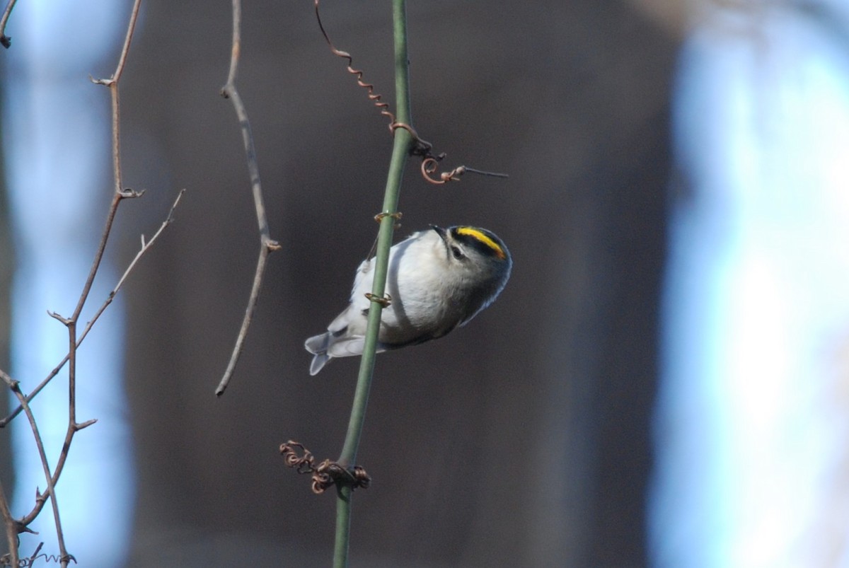 Golden-crowned Kinglet - Teresa Mawhinney