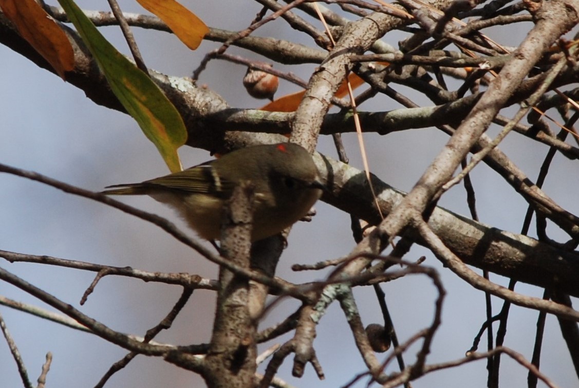 Ruby-crowned Kinglet - Teresa Mawhinney