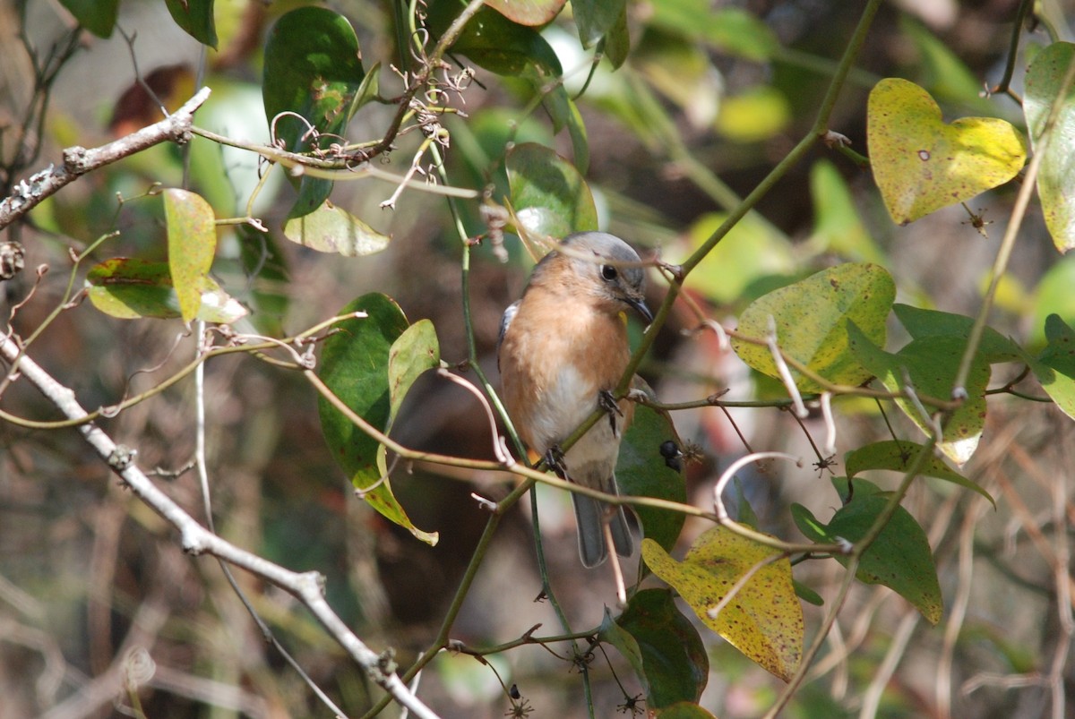 Eastern Bluebird - ML79344771