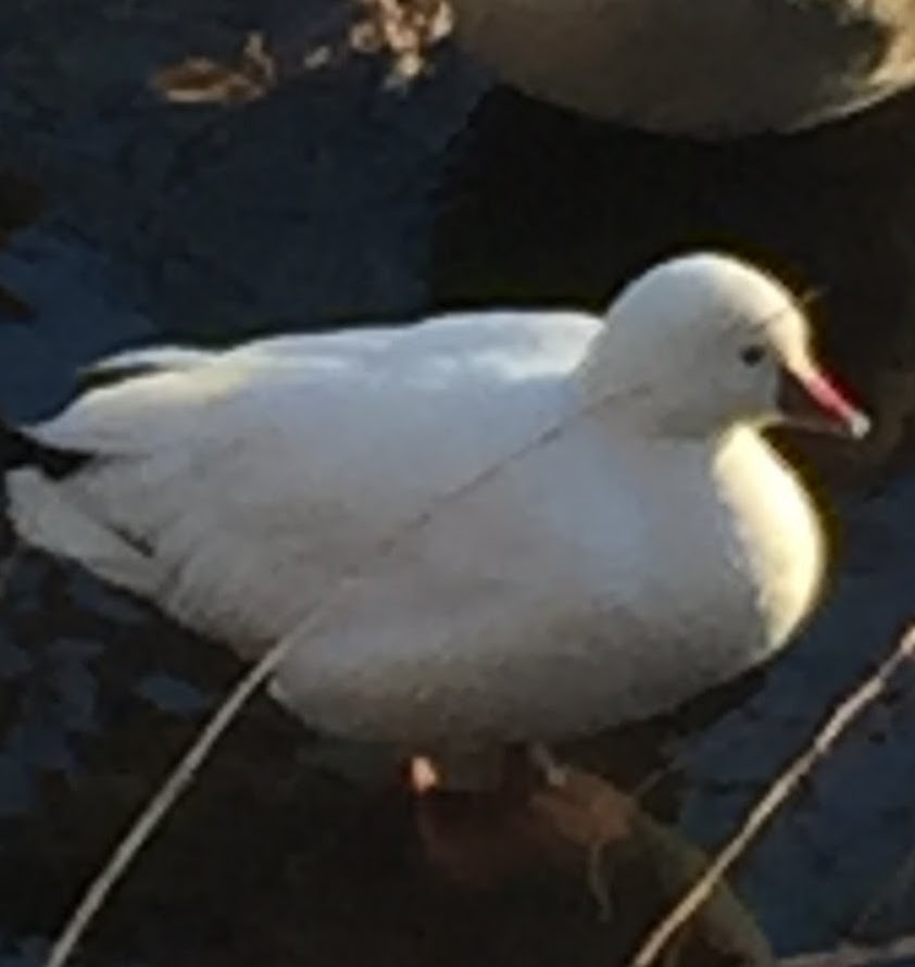 Ross's Goose - ML79345501