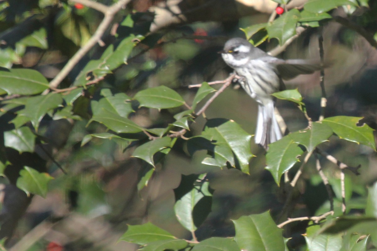 Black-throated Gray Warbler - ML79345721