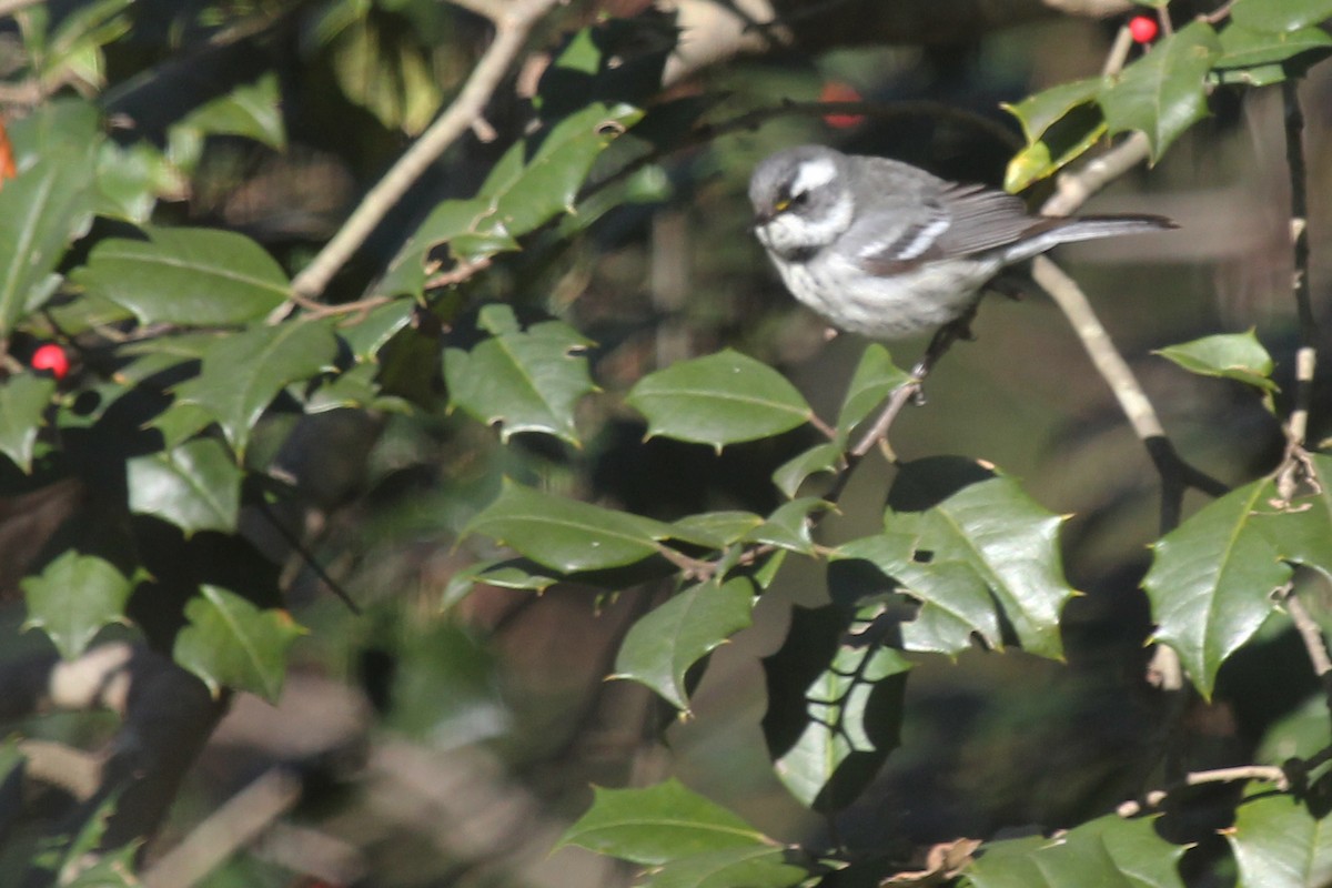 Black-throated Gray Warbler - ML79345751