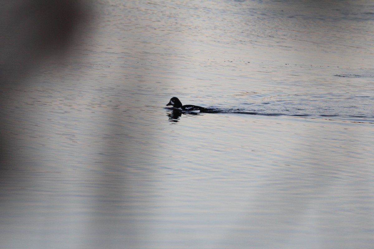 Barrow's Goldeneye - ML79346831