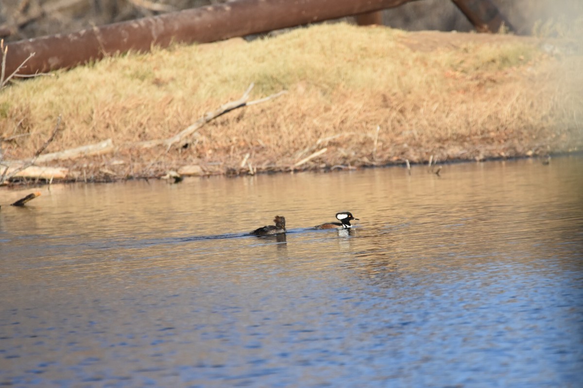 Hooded Merganser - ML79351631