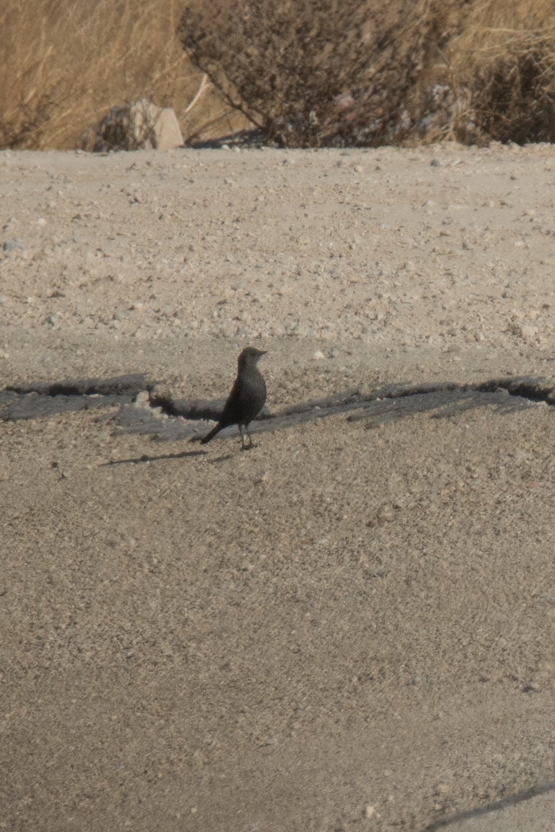 blackbird sp. - ML79351781