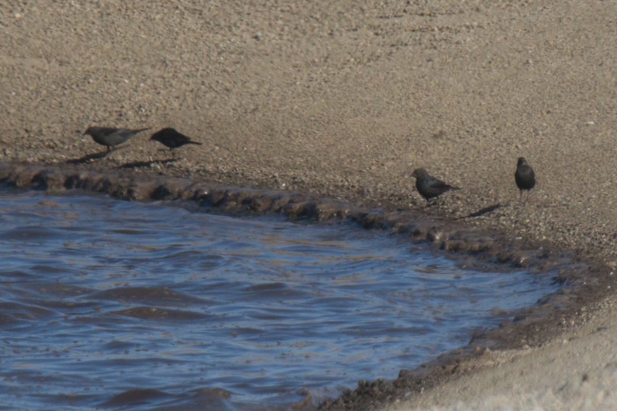 tanımsız Icteridae sp. - ML79351791