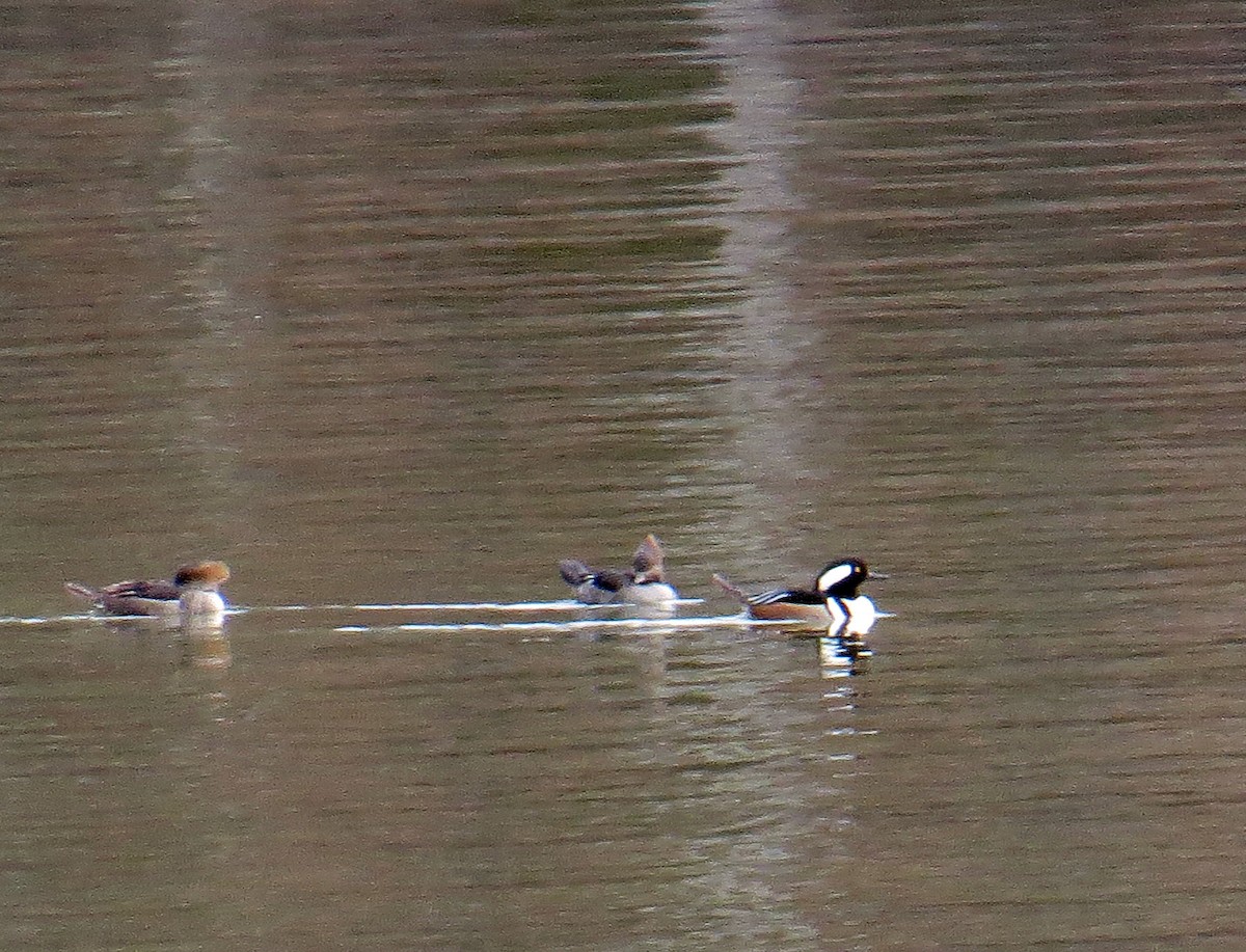 Hooded Merganser - ML79352681