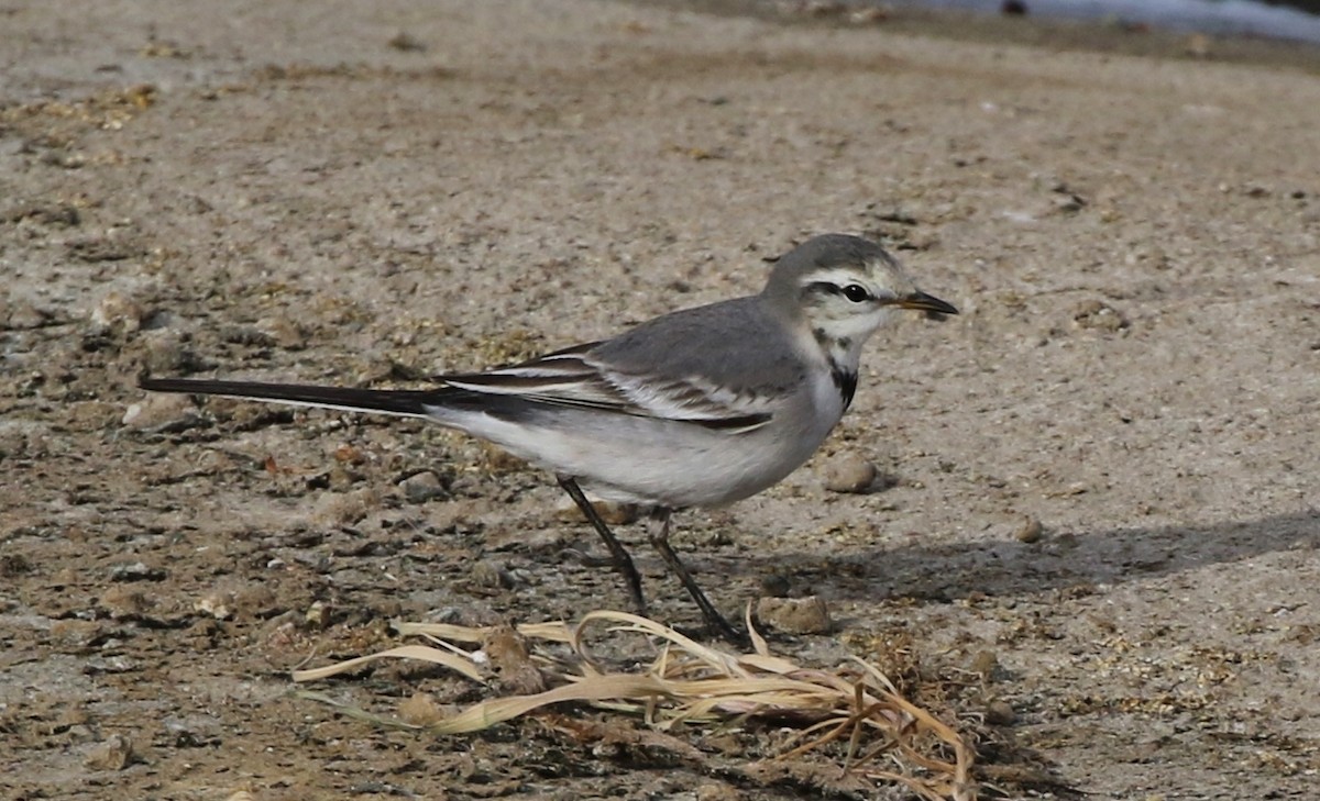 White Wagtail - Tom Benson