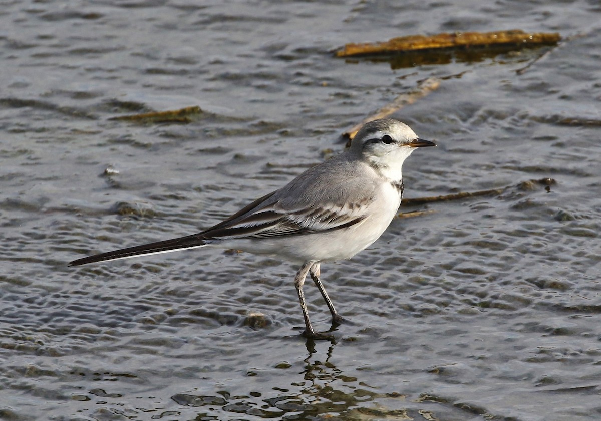 White Wagtail - ML79353461