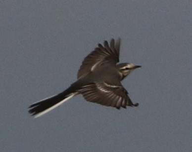 White Wagtail - ML79353551