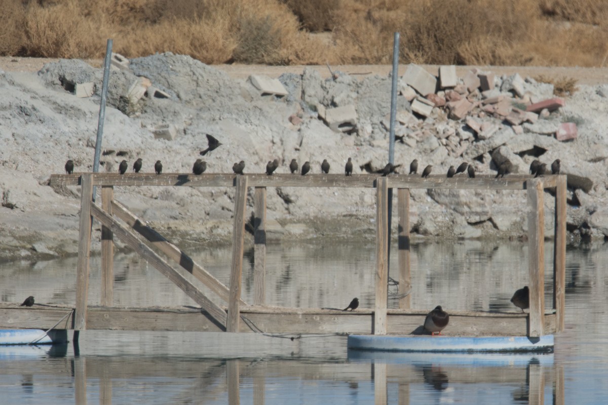 tanımsız Icteridae sp. - ML79354041