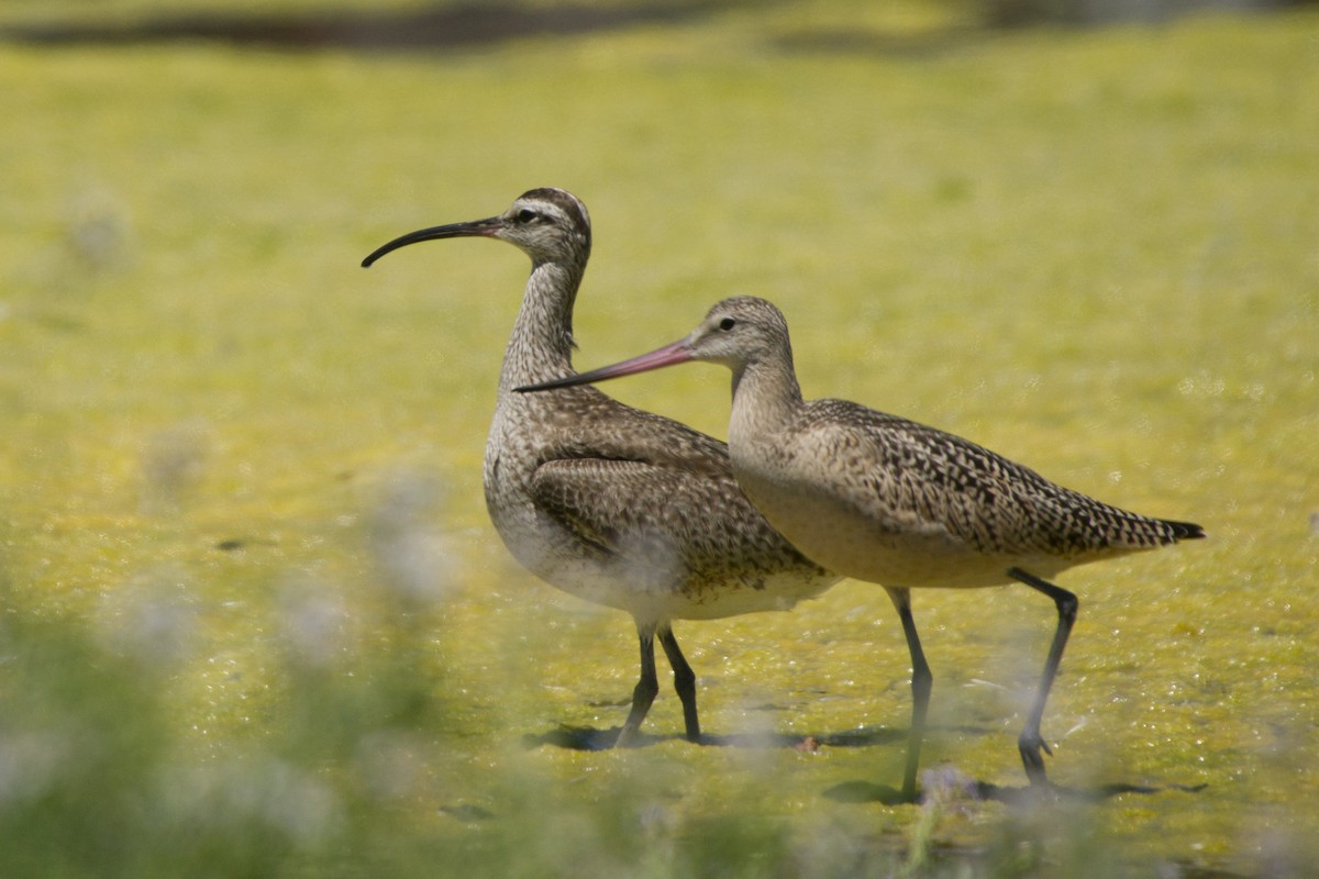 Regenbrachvogel - ML79354061