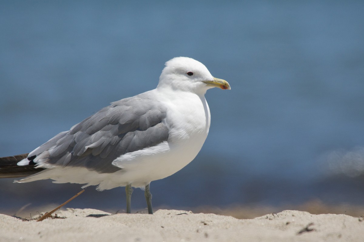 Gaviota Californiana - ML79354271