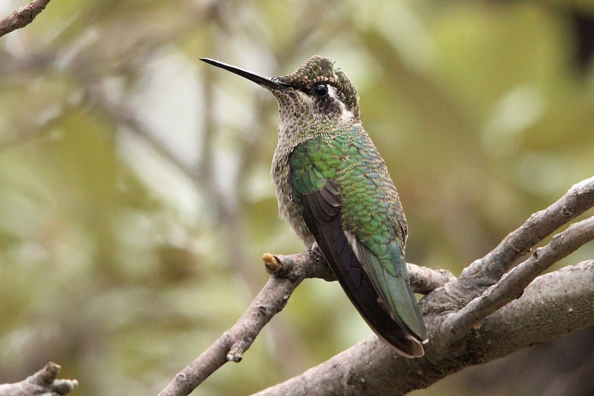 Rivoli's Hummingbird - Benjamin Hack