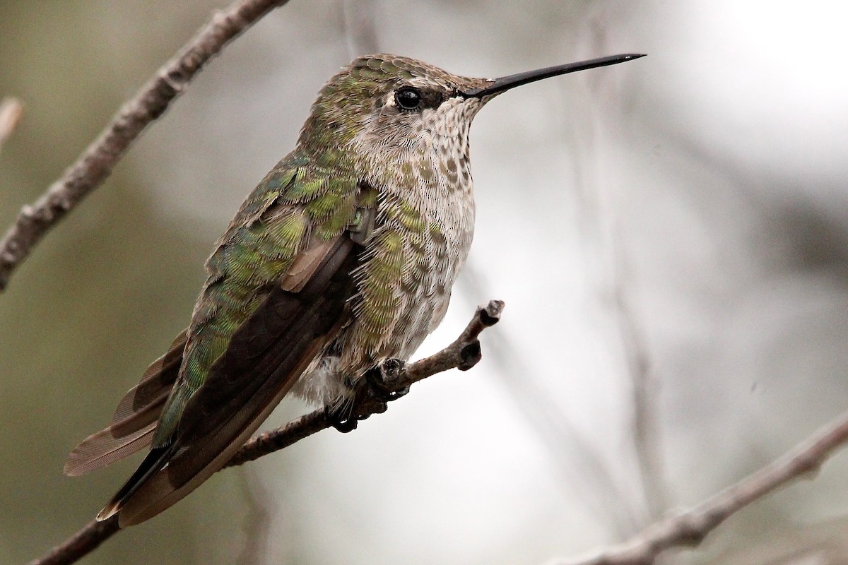 Anna's Hummingbird - Benjamin Hack