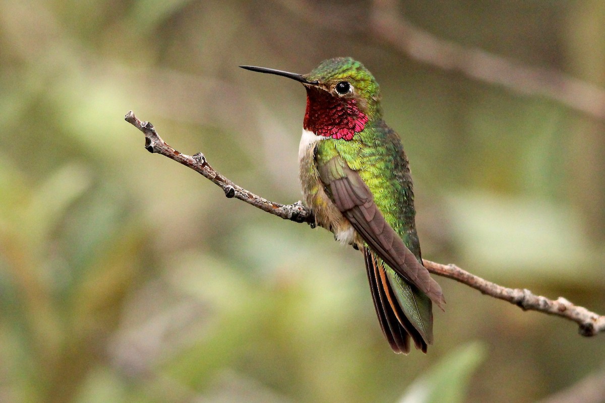 Geniş Kuyruklu Kolibri - ML79354921