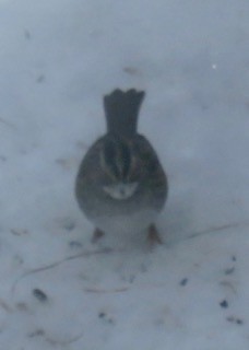 White-throated Sparrow - ML79355221