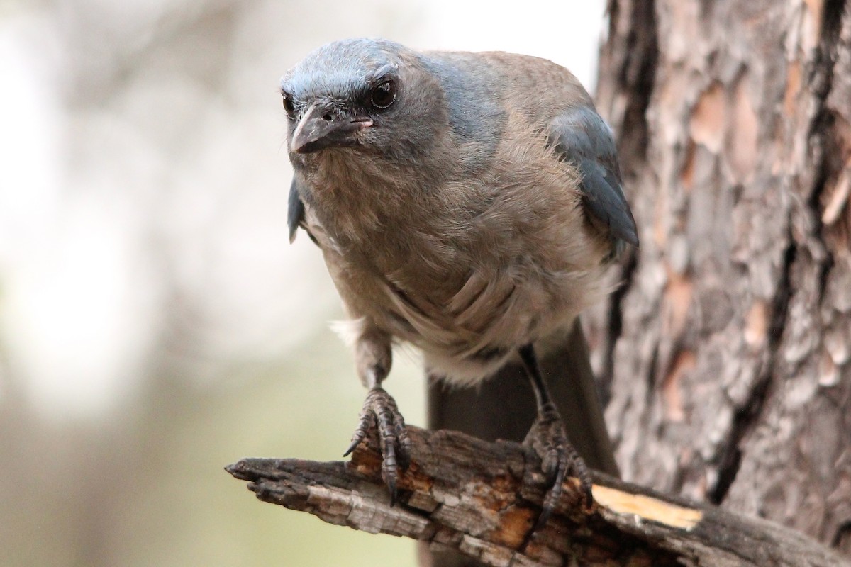 Mexican Jay (Arizona) - Benjamin Hack