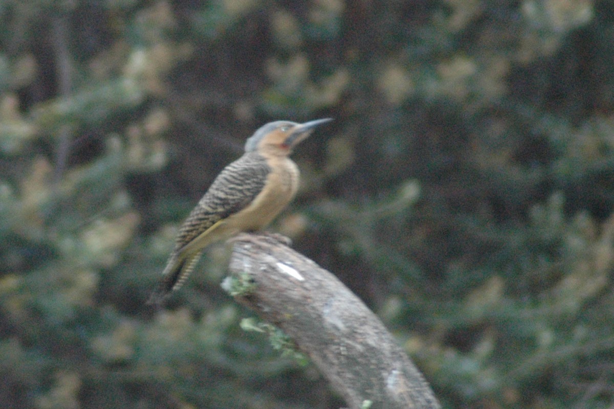 Andean Flicker - Ricardo Brandao