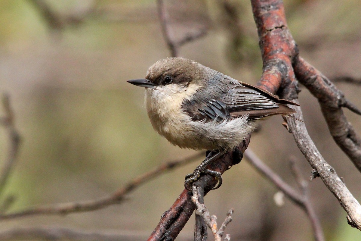 Pygmy Nuthatch - ML79355561