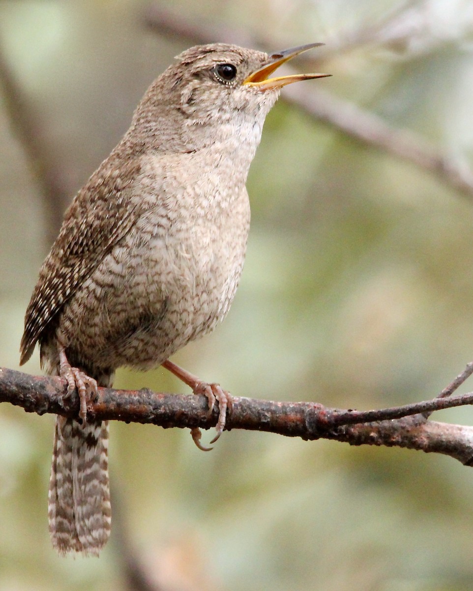 House Wren - Benjamin Hack