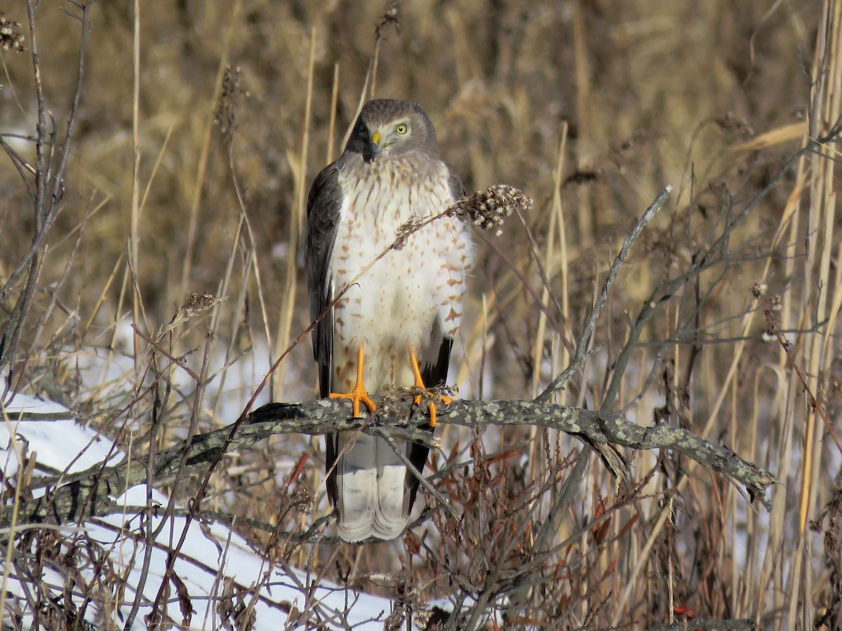 Northern Harrier - ML79356361