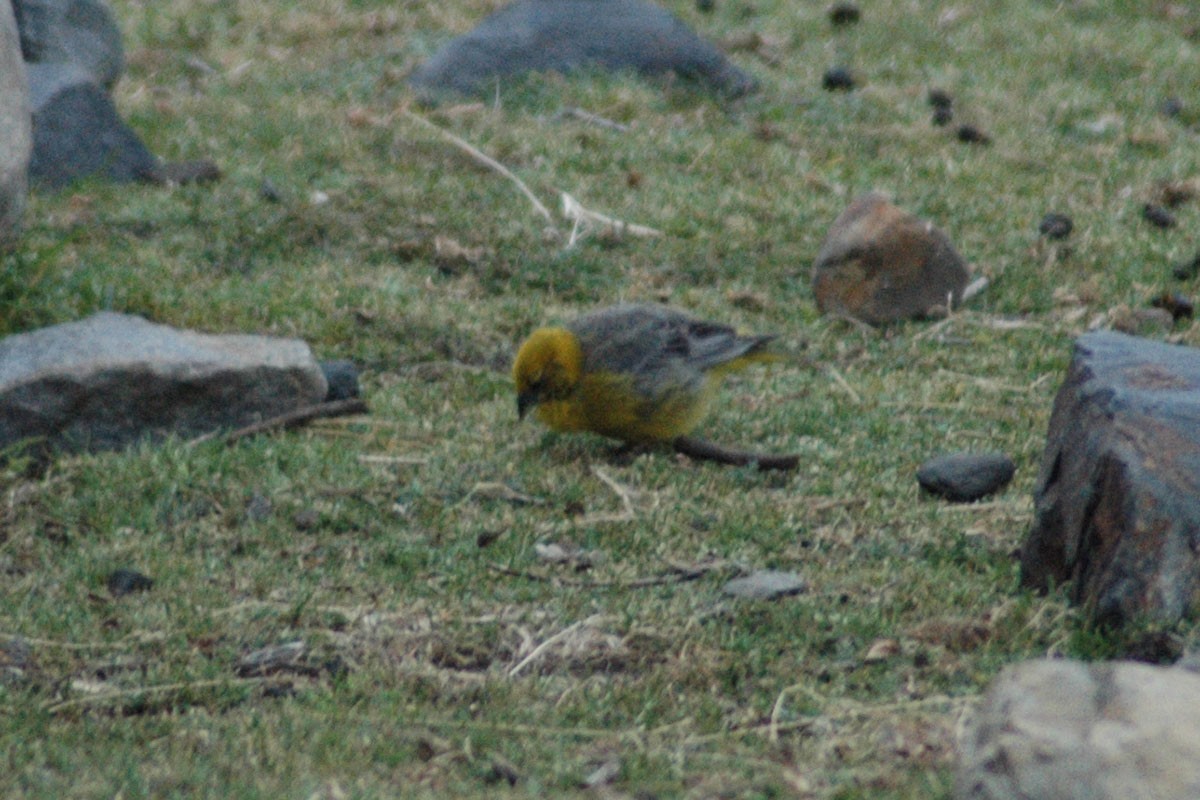 Bright-rumped Yellow-Finch - Ricardo Brandao